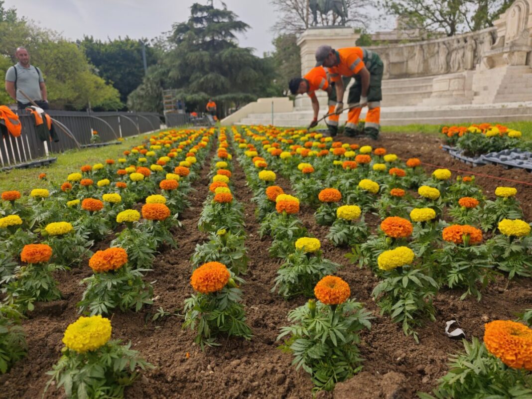 La Plaza de España de Cádiz renueva sus parterres con la llegada de la primavera